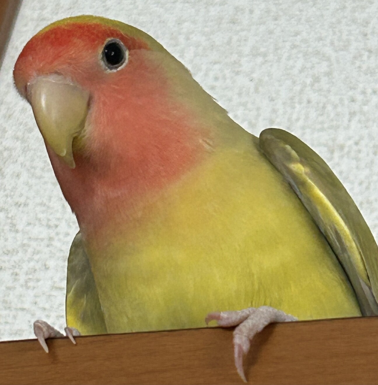 コザクラインコの里親募集しています。 サムネイル1