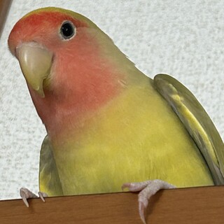 コザクラインコの里親募集しています。