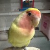 コザクラインコの里親募集しています。 サムネイル2