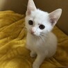 【生後2ヶ月】子猫の里親さんを探しています サムネイル1