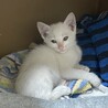 【生後2ヶ月】子猫の里親さんを探しています サムネイル3