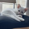 【生後2ヶ月】子猫の里親さんを探しています サムネイル4