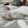 【生後2ヶ月】子猫の里親さんを探しています サムネイル5