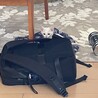 【生後2ヶ月】子猫の里親さんを探しています サムネイル6