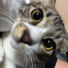 子猫ながら適応力・包容力のあるイケメンボーイ サムネイル1