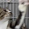 子猫ながら適応力・包容力のあるイケメンボーイ サムネイル2