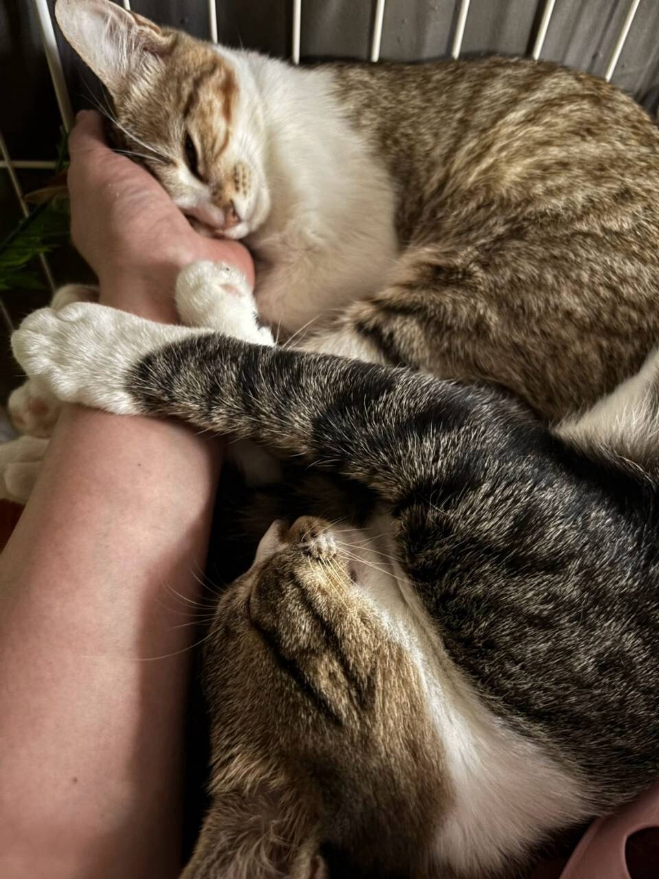 子猫ながら適応力・包容力のあるイケメンボーイ サムネイル3