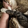 子猫ながら適応力・包容力のあるイケメンボーイ サムネイル3
