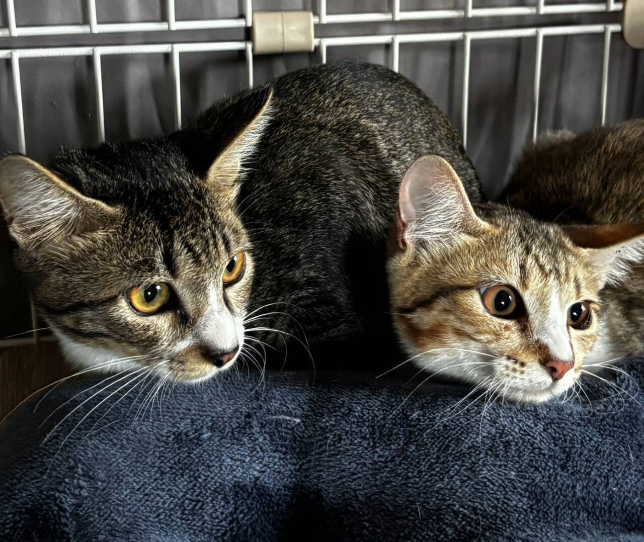 子猫ながら適応力・包容力のあるイケメンボーイ サムネイル4