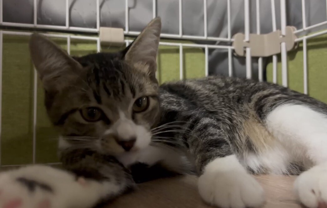 子猫ながら適応力・包容力のあるイケメンボーイ サムネイル5
