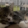 子猫ながら適応力・包容力のあるイケメンボーイ サムネイル5