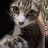 子猫ながら適応力・包容力のあるイケメンボーイ サムネイル6