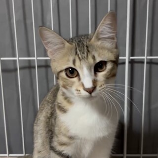 人見知り…でも慣れると一途で甘えん坊ちゃん