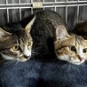 人見知り…でも慣れると一途で甘えん坊ちゃん サムネイル3