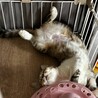 人見知り…でも慣れると一途で甘えん坊ちゃん サムネイル4