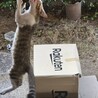 人見知り…でも慣れると一途で甘えん坊ちゃん サムネイル6
