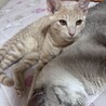 人馴れしてます！甘えん坊、猫団子で寝ます♡