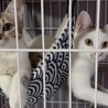 クリクリお目目でお鼻のぶちが凄くキュートな子 サムネイル2