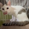 クリクリお目目でお鼻のぶちが凄くキュートな子 サムネイル3