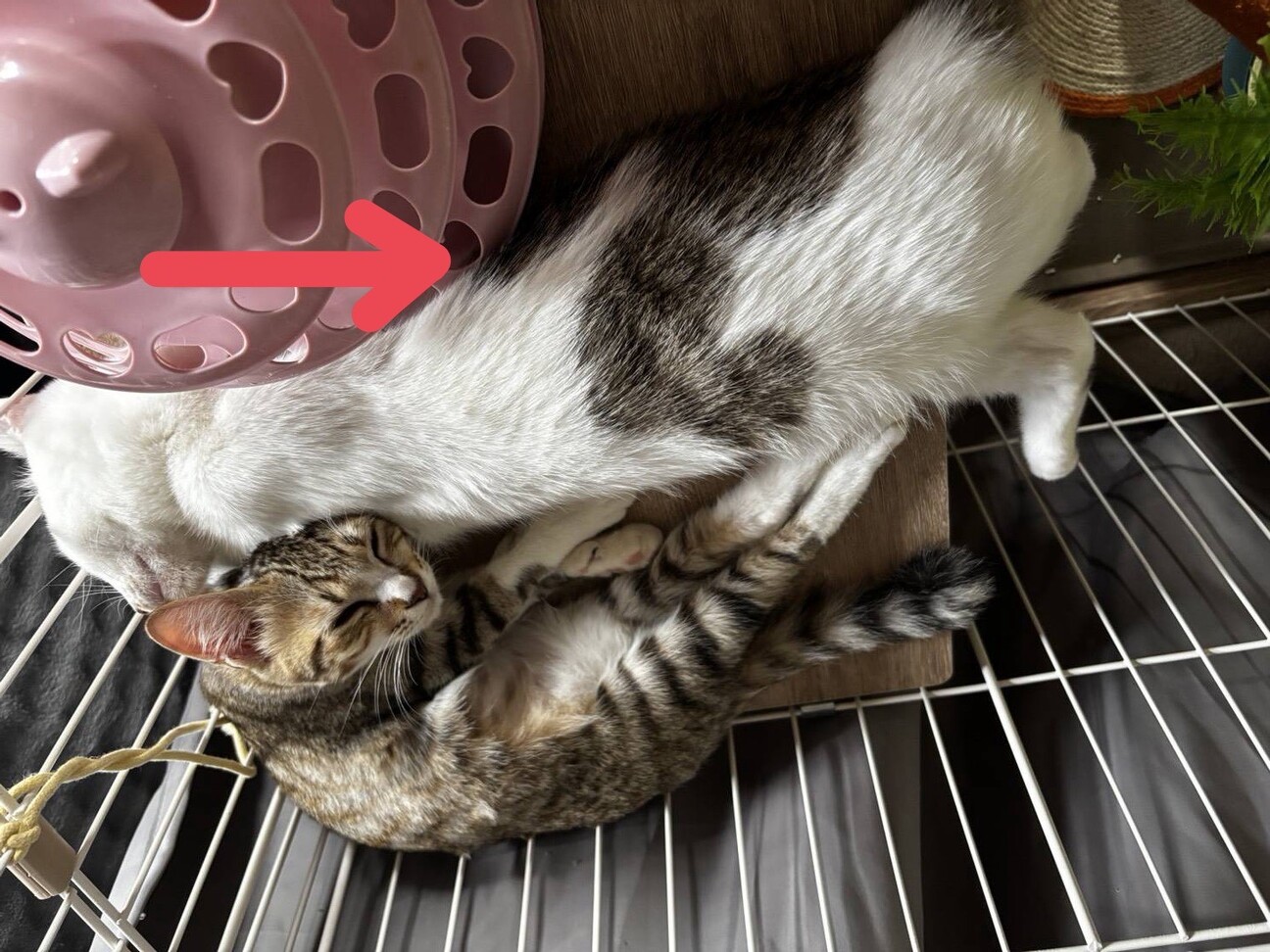 クリクリお目目でお鼻のぶちが凄くキュートな子 サムネイル4
