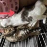 クリクリお目目でお鼻のぶちが凄くキュートな子 サムネイル4