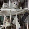 クリクリお目目でお鼻のぶちが凄くキュートな子 サムネイル5
