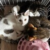 クリクリお目目でお鼻のぶちが凄くキュートな子 サムネイル6