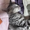猫団子で寝ます！抱っこもナデナデも大好き♡