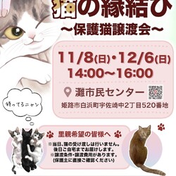 猫の縁結び〜保護猫譲渡会〜