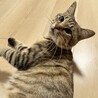 里親さん募集中｜人が大好き甘えん坊のキジトラくん サムネイル1