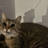 里親さん募集中｜人が大好き甘えん坊のキジトラくん サムネイル2
