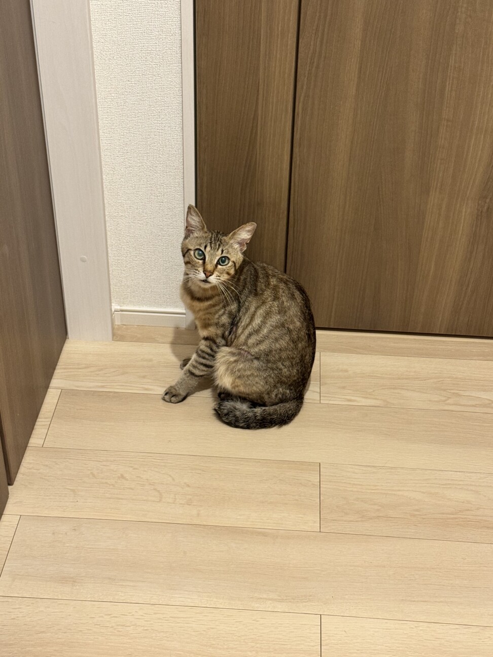 里親さん募集中｜人が大好き甘えん坊のキジトラくん サムネイル3
