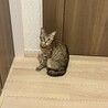 里親さん募集中｜人が大好き甘えん坊のキジトラくん サムネイル3