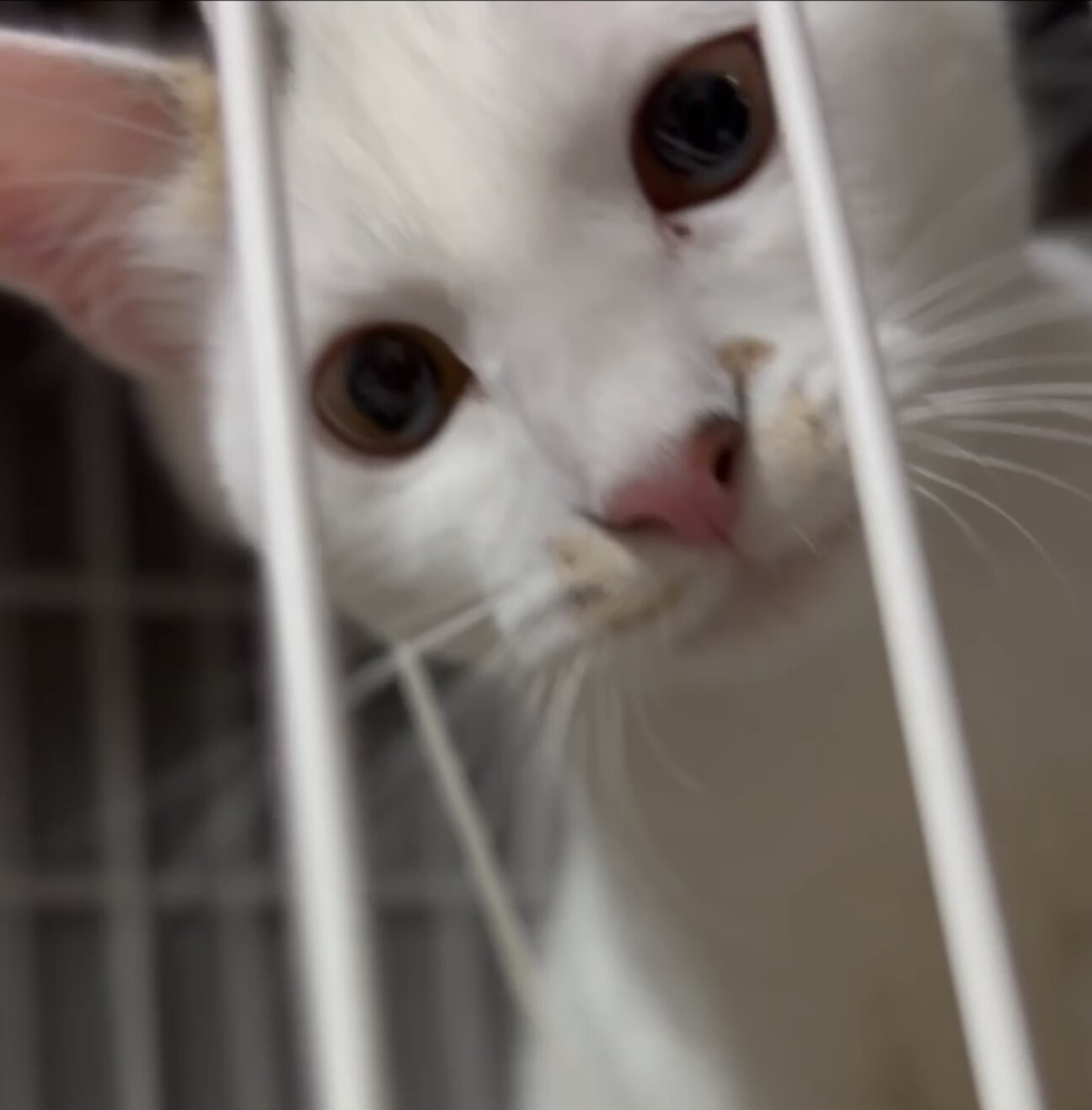 クリクリお目目でお鼻のぶちが凄くキュートな子 サムネイル1
