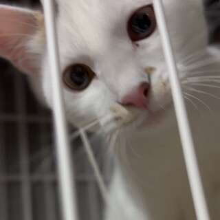 クリクリお目目でお鼻のぶちが凄くキュートな子