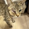 里親さん募集中｜人が大好き甘えん坊のキジトラくん サムネイル4
