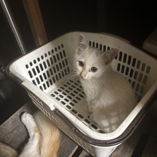人慣れ特訓中な白猫ちゃん♡