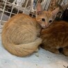 可愛いパステル茶トラ チヂミ君 ２ヶ月 サムネイル3