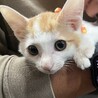 動画あり。すぐに人慣れしたフランソア君 サムネイル2