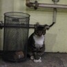 neoncat