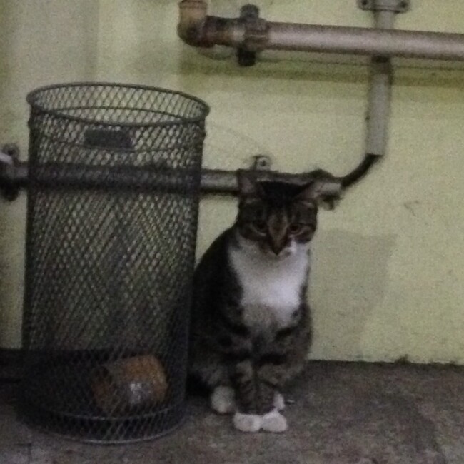 neoncatのカバー写真