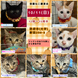 保護ねこ譲渡会in防府市新田