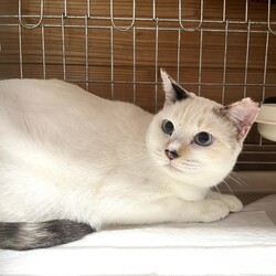 保護猫譲渡会in遠石市民センター サムネイル3