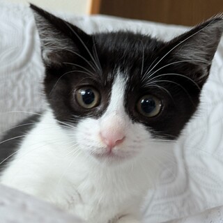 人も猫も大好き！ハチワレのアルちゃん