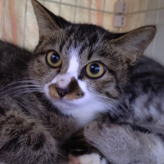 沢山可愛がってほしいにゃん♡仔猫のサエラです