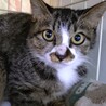 沢山可愛がってほしいにゃん♡仔猫のサエラです サムネイル3