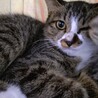 沢山可愛がってほしいにゃん♡仔猫のサエラです サムネイル4