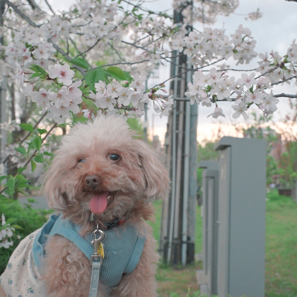 みのりのカバー写真