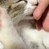 推定2ヶ月から3ヶ月の女の子！ サムネイル4