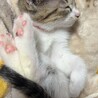 推定2ヶ月から3ヶ月の女の子！ サムネイル5